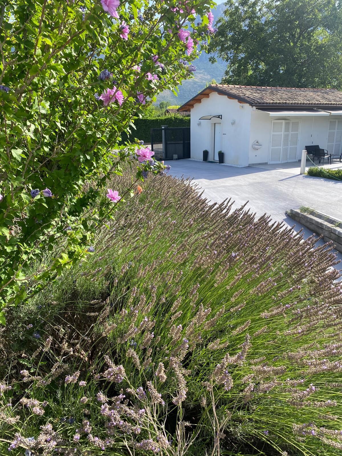 Un bâtiment à l’extérieur blanc et doté d’un toit en tuiles, entouré d’un jardin où poussent de la lavande et un arbre aux fleurs roses.