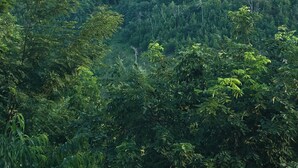 Üppige grüne Landschaft mit dichtem Blätterwerk und blauem Himmel.