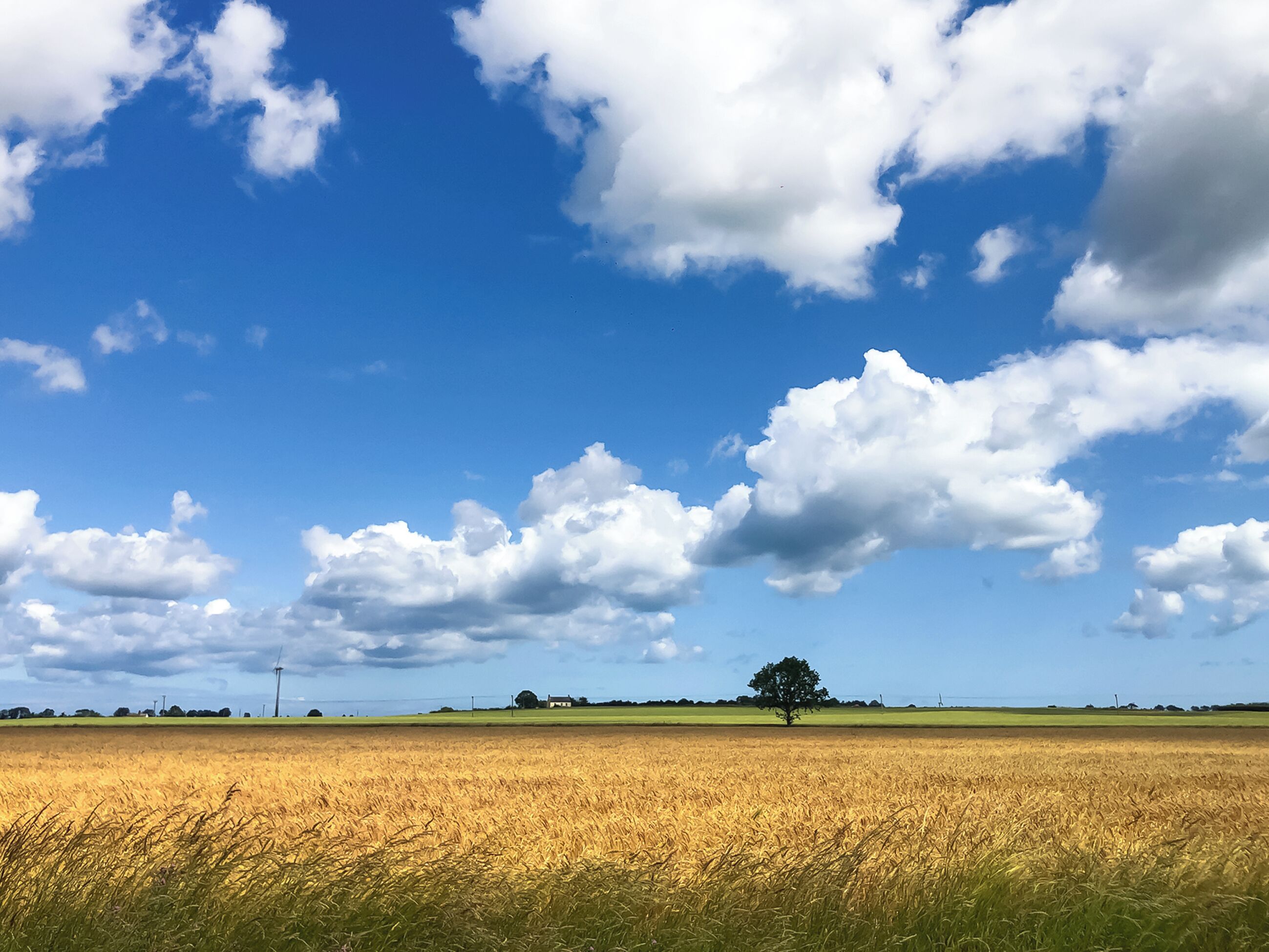 A wide-open field with a solitary tree in the distance, under a clear blue sky with scattered clouds.