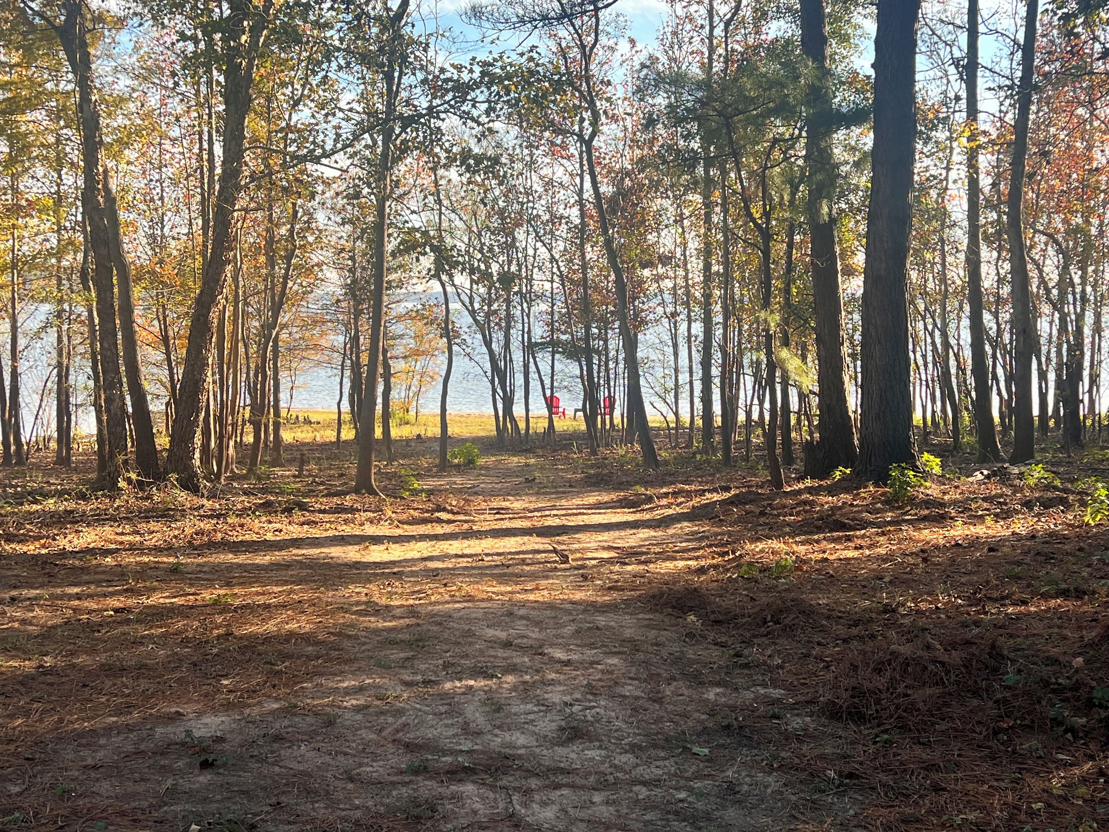A forest path leading to a body of water with trees and a clear sky.