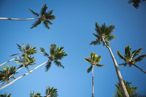 Tall palm trees against a clear blue sky. - NANNAI Milagres (Passo de Camaragibe)