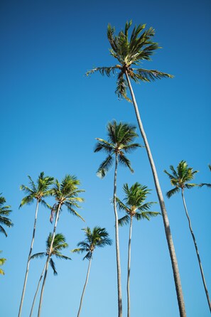 Beach/ocean view - NANNAI Milagres (Passo de Camaragibe)