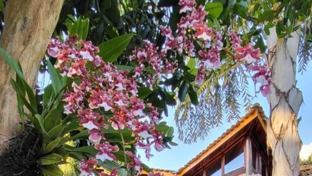 A rustic wooden building with a tiled roof, surrounded by lush greenery and flowering plants. - Pousada Dharma Luz e Paz  (Braganca Paulista)