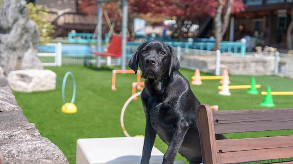 En sort hund sidder på en træbænk i en park med græs, en swimmingpool og orange og gule kegler.
