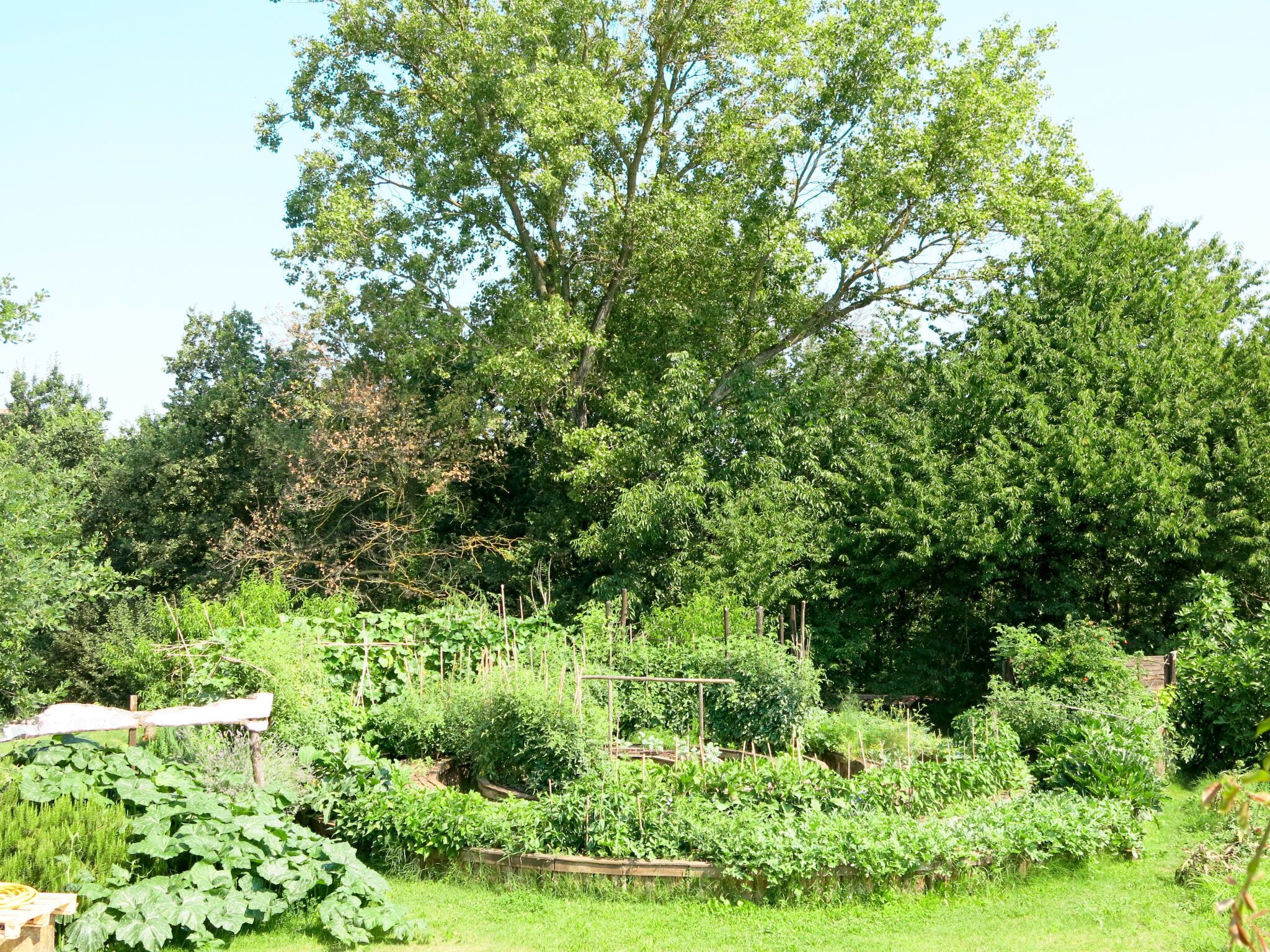 A garden with various plants and trees, wooden structures, and a wooden fence.
