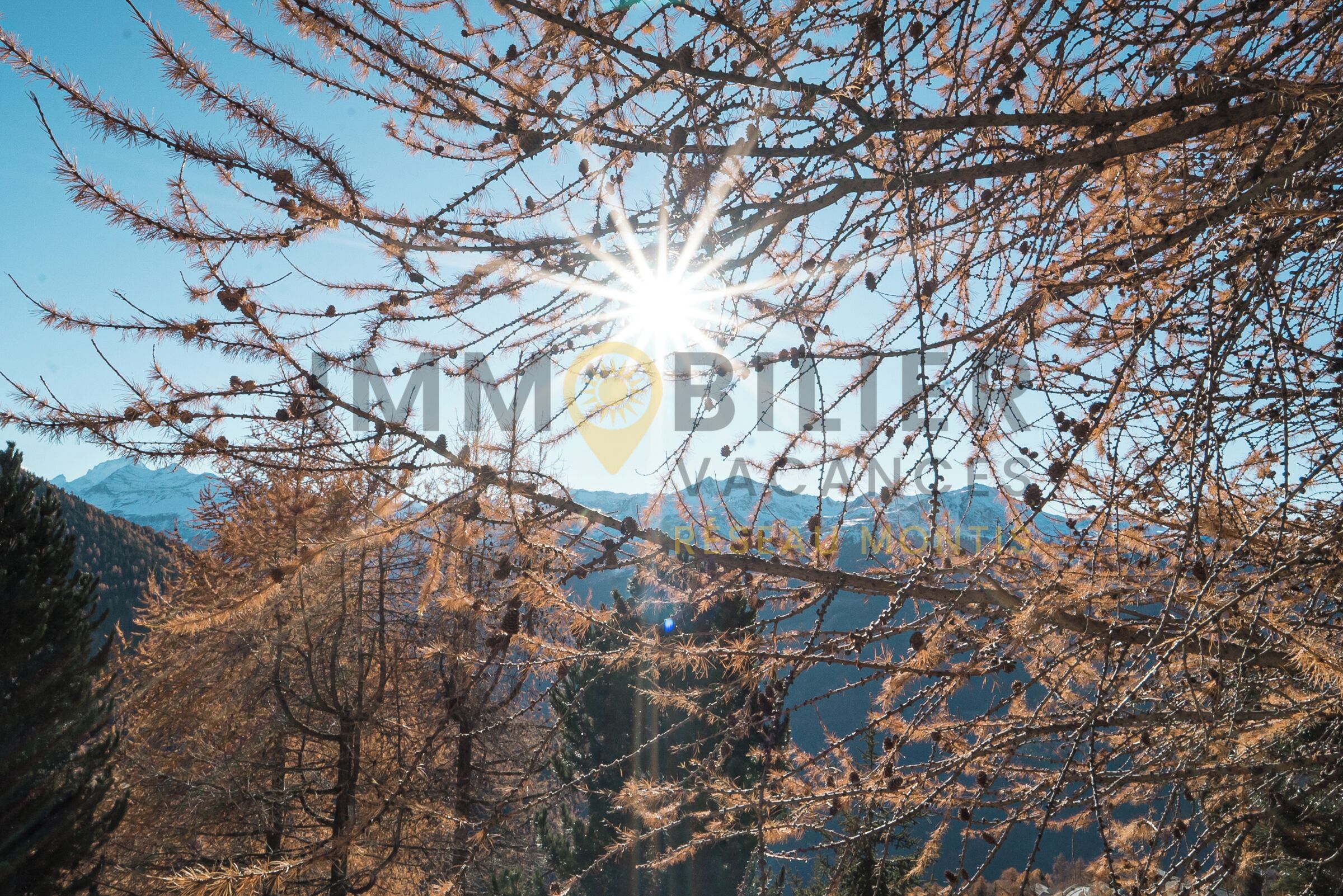 A mountainous landscape with a clear sky and a sun shining through tree branches.