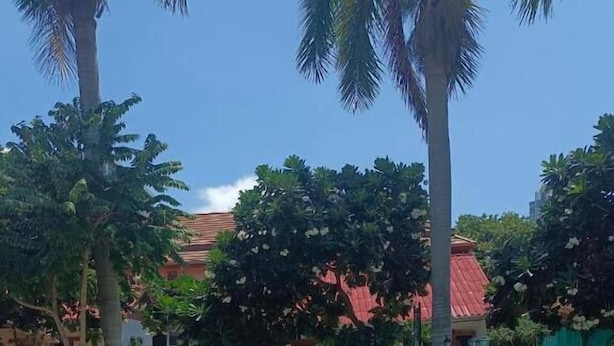 Una piscina con un patito inflable amarillo, rodeada de palmeras y sillas de descanso.