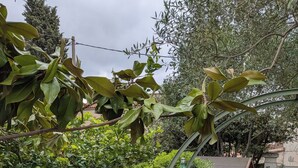 A garden with various plants and a stone pathway.