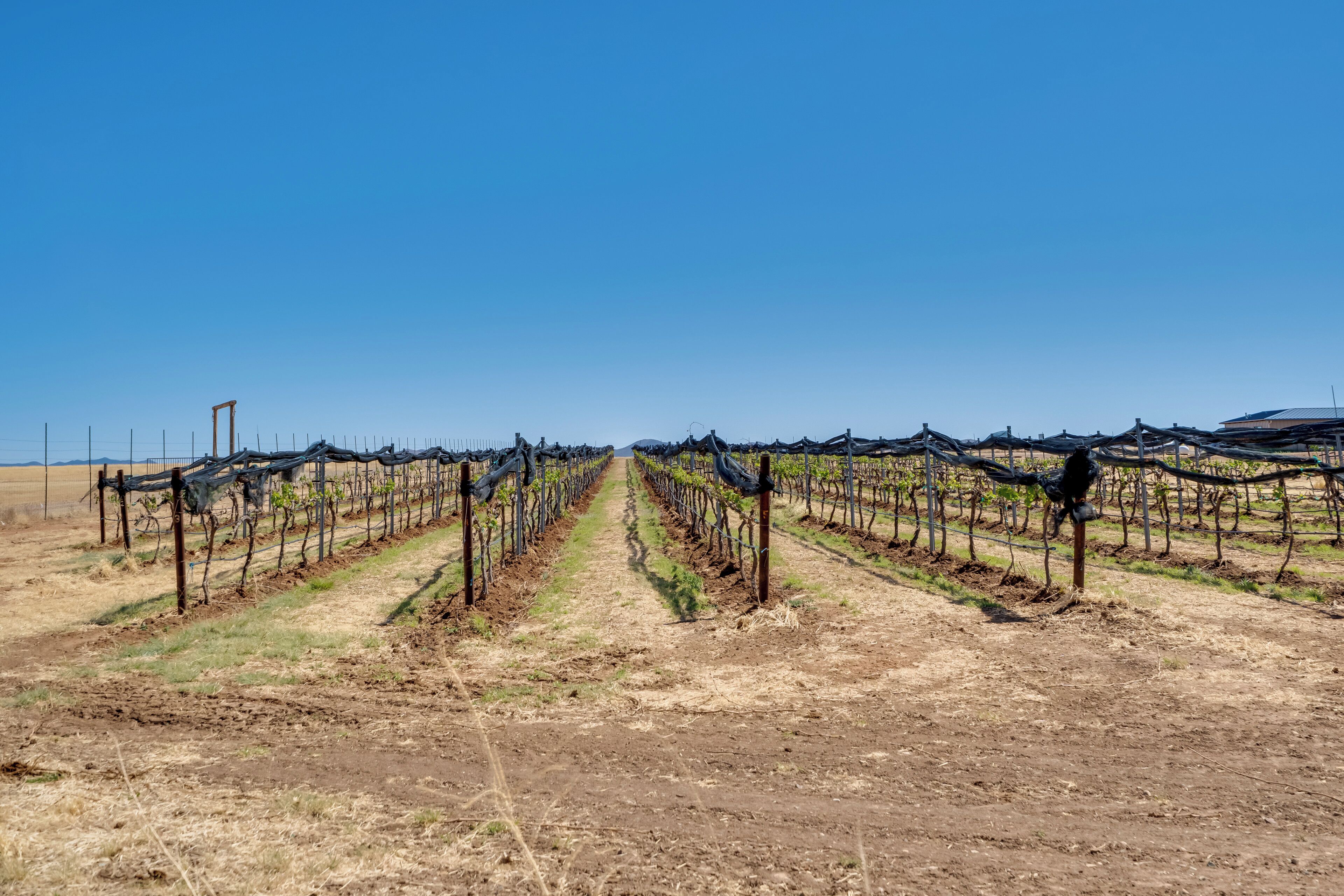A vineyard with rows of grapevines under a clear blue sky.