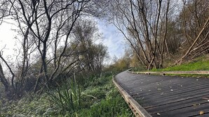 Een gebogen houten pad, omringd door weelderige begroeiing en bomen.