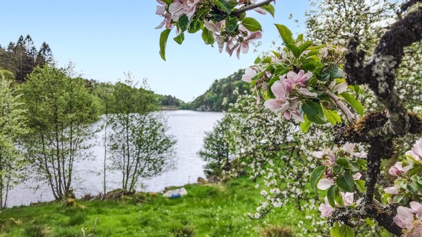 Eine natürliche Landschaft mit einem See, viel Grün und blühenden Bäumen.