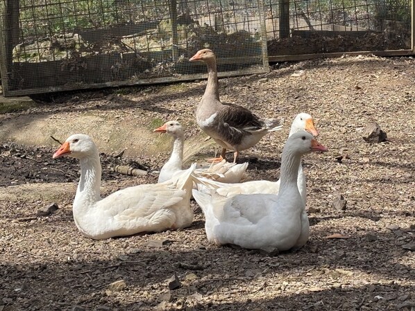 Un grupo de gansos en un corral con valla de alambre y suelo cubierto de astillas de madera.