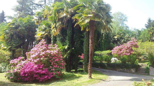 A garden pathway with palm trees and pink flowering bushes.