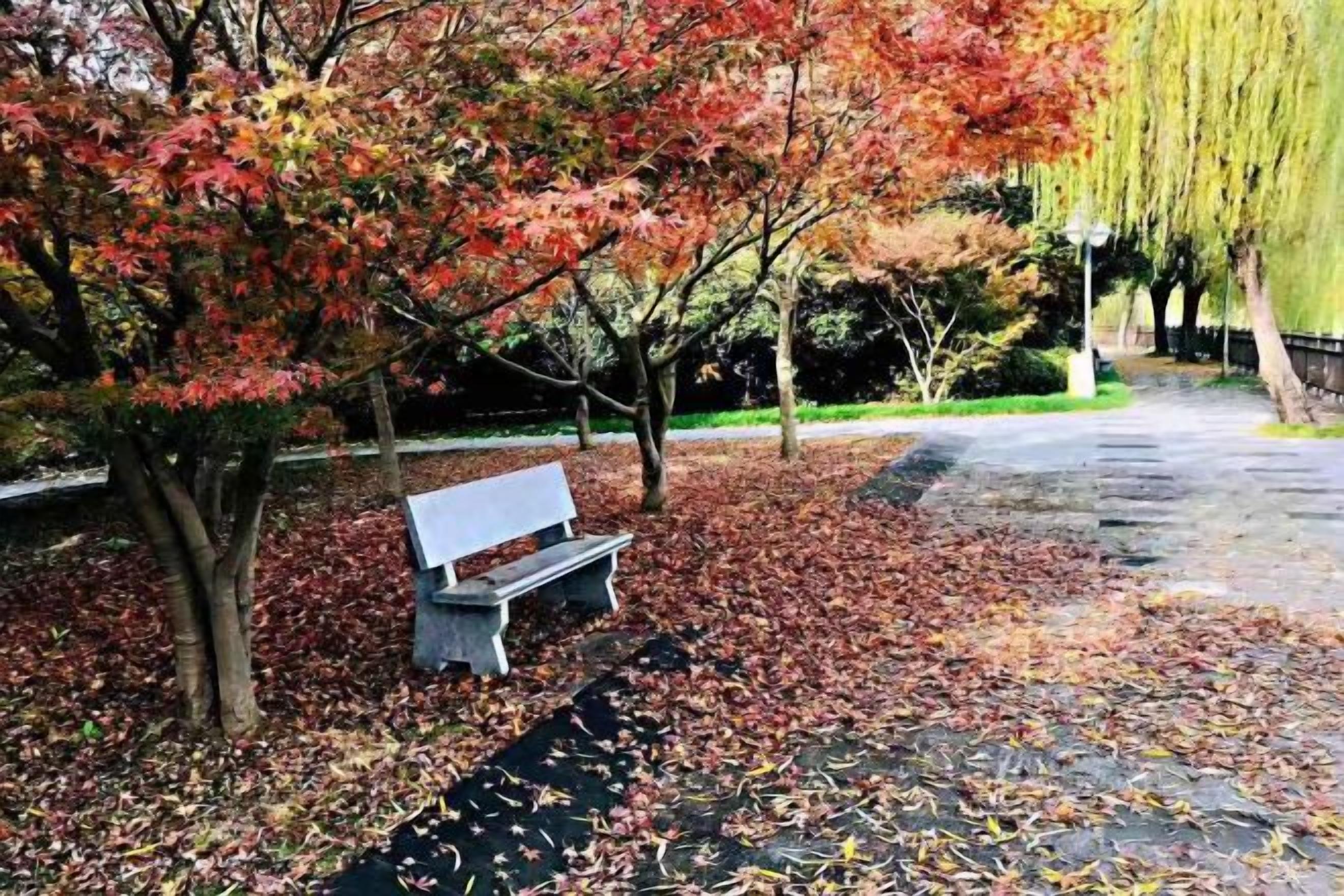 A park bench surrounded by trees with autumn leaves, a paved walkway, and a grassy area.