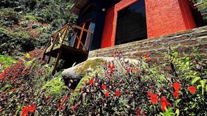 A red building with a wooden staircase leading to a balcony, surrounded by lush greenery and flowers.