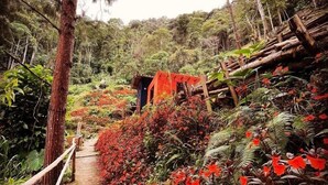 A forested area with a dirt path, red flowers, and a small structure with a red tarp.