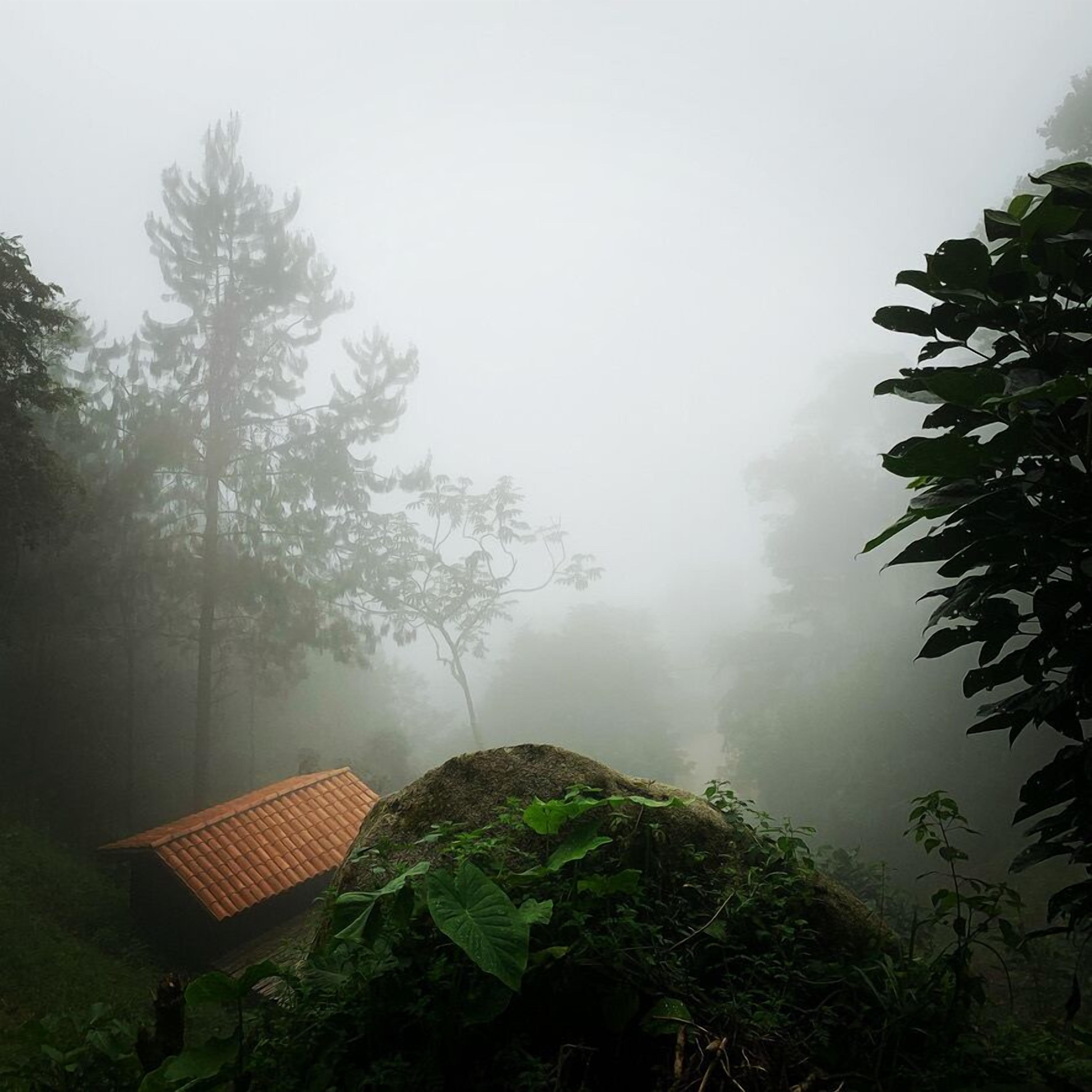 A rustic cabin with a tiled roof nestled among dense forest and fog.