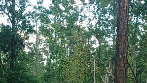 Un cobertizo de madera rojo con una bandera estadounidense, un remolque blanco y un árbol en un área boscosa.