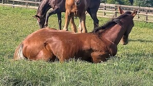 A stable with horses grazing in a grassy field, surrounded by trees.