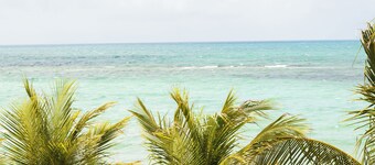 Tangerine Sunsets Pomelo East