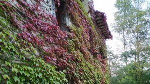 A building with a stone facade partially covered in green and red foliage. - Villa in Arredondo.  Arredondo between rivers and mountains, 20 minutes from the beaches. (Arredondo)