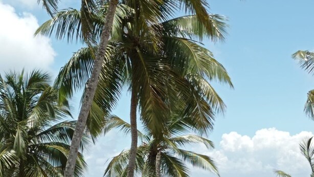Un tavolo con una bottiglia e due bicchieri, affacciato su una vista costiera con palme e un'isola all'orizzonte.