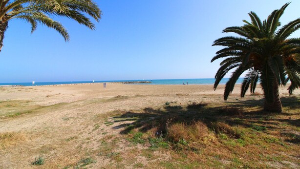 A beach with palm trees, a clear sky, and a calm sea.