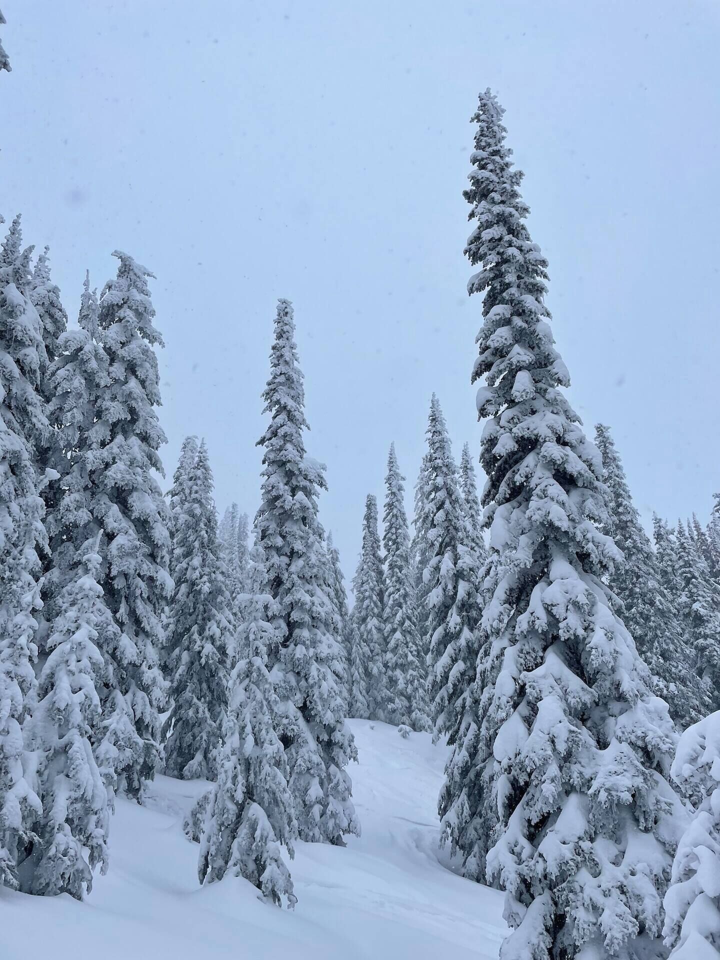 A snowy forest with tall evergreen trees.