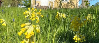 Solbacka - Holiday home on Öland in Sweden, close to animals and nature