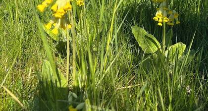 Solbacka - Holiday home on Öland in Sweden, close to animals and nature