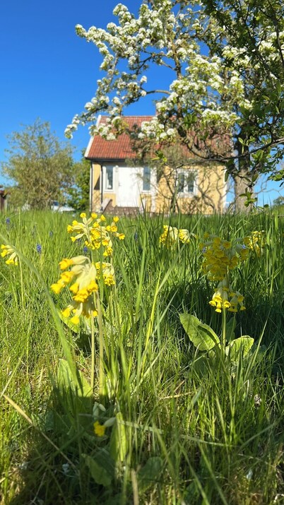 Solbacka - Holiday home on Öland in Sweden, close to animals and nature