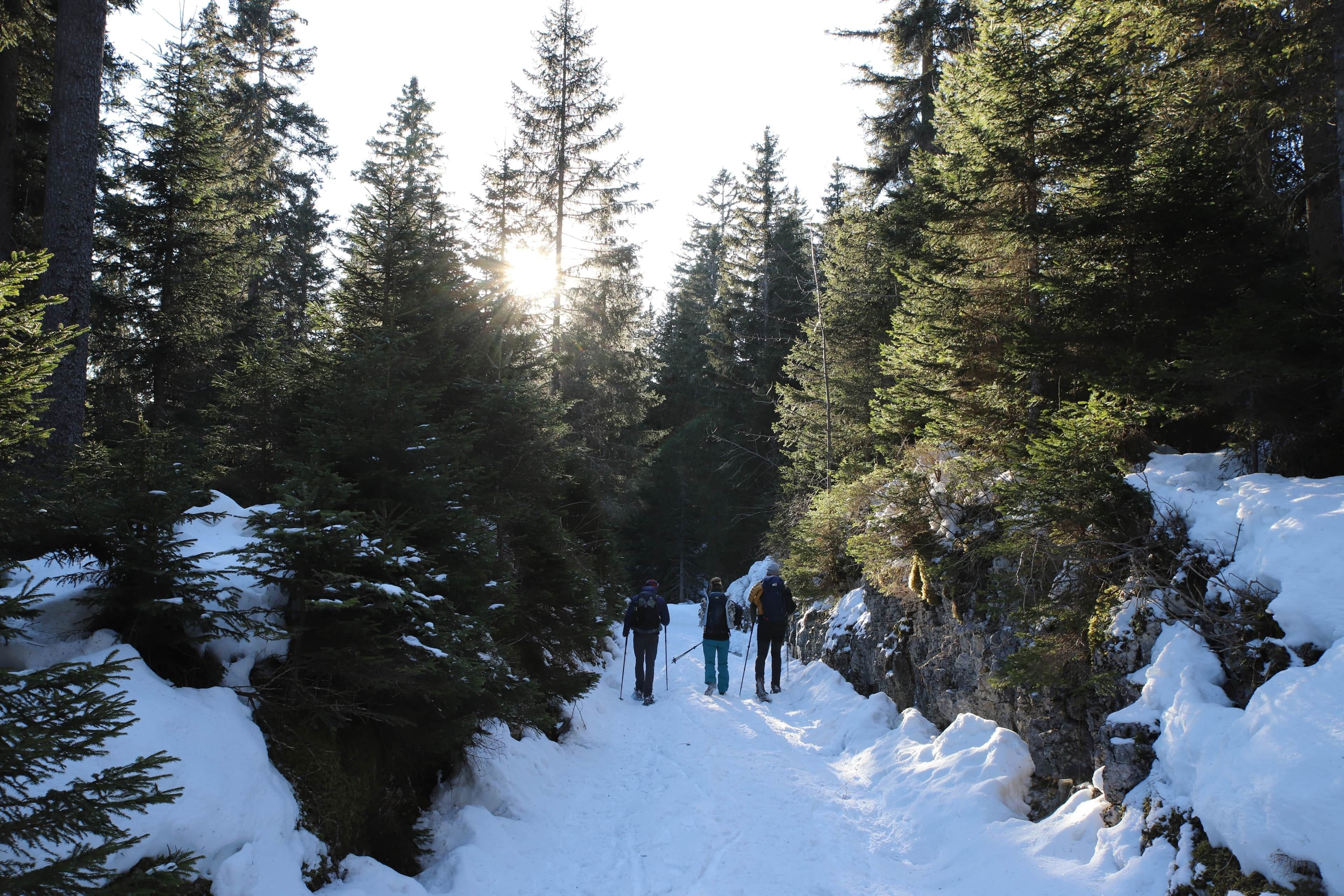 Un sendero nevado en un bosque de árboles siempre verdes y un cielo despejado.