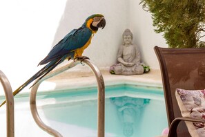Outdoor pool - Casa Maria  Hotel Boutique (Santa Marta)