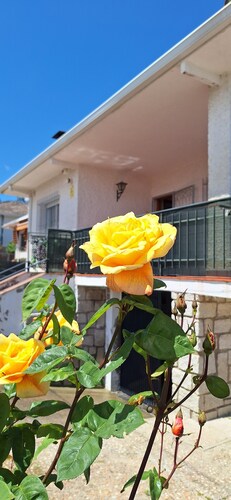 Chalet with fireplace. Ideal for families and friends along with your pet.