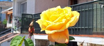 Chalet with fireplace. Ideal for families and friends along with your pet.