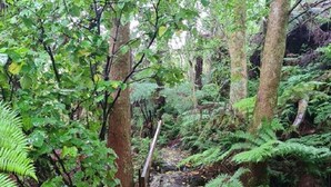 A forested trail with ferns and trees.