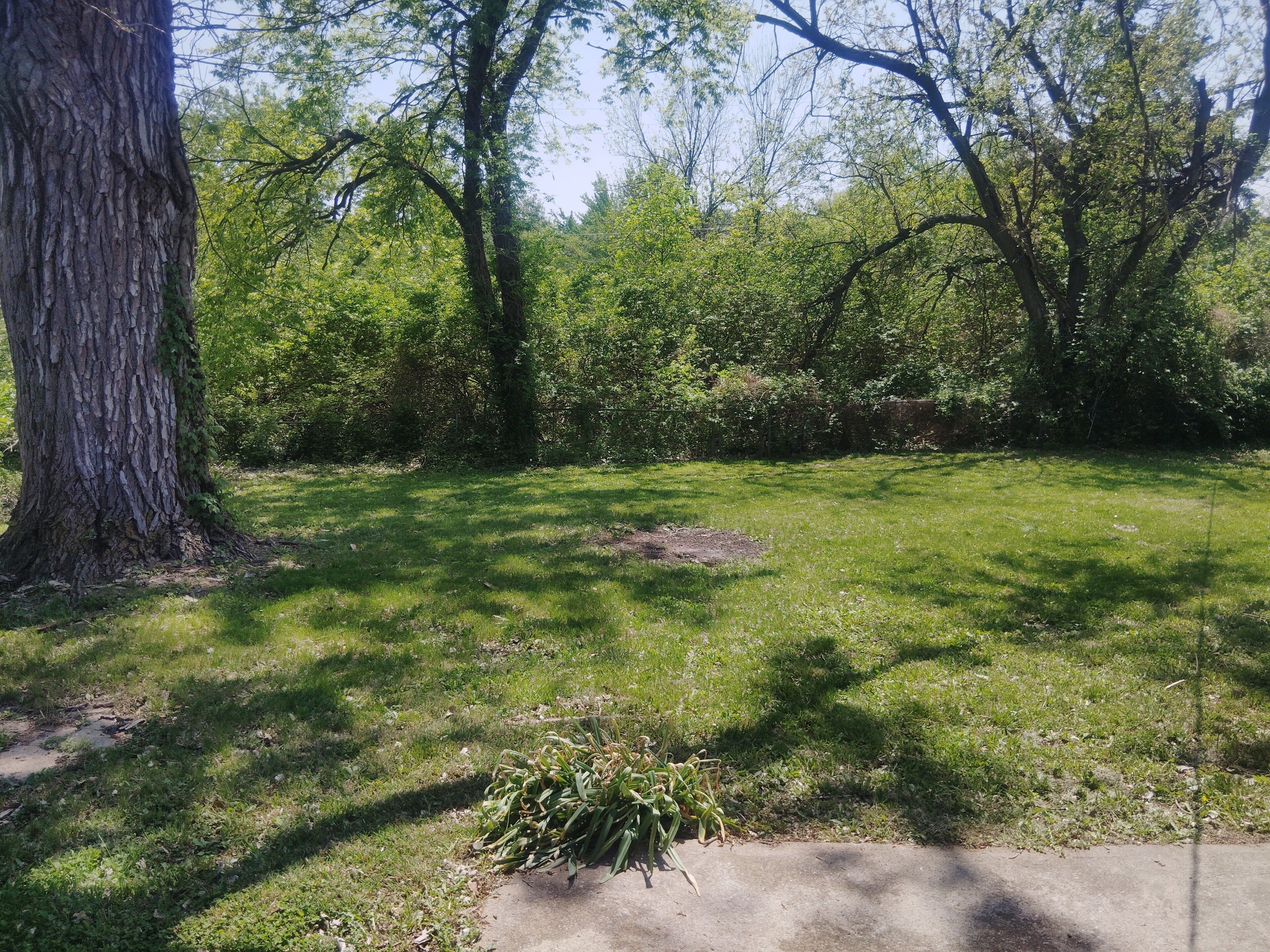 A grassy area with trees and a concrete path.