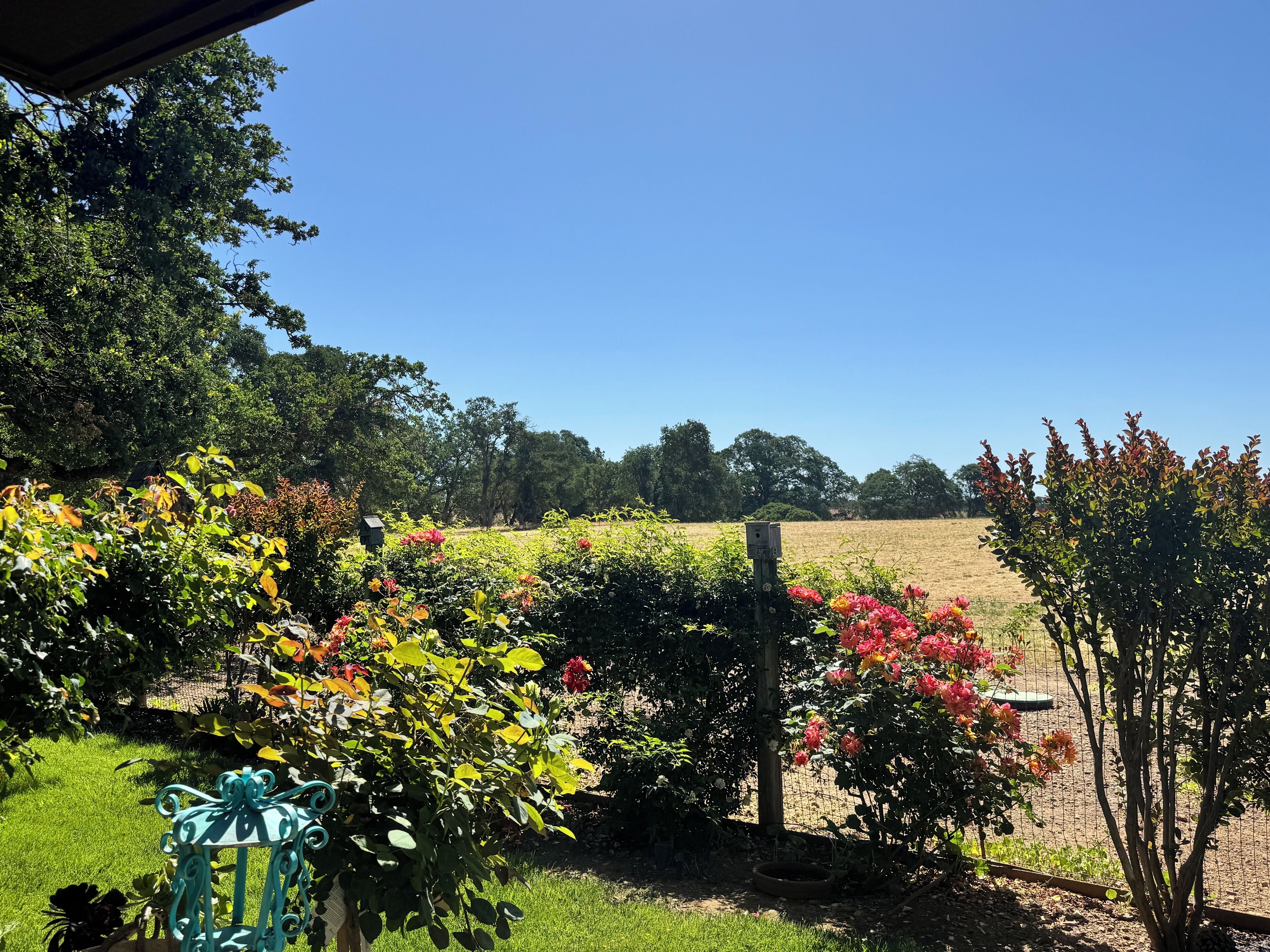 A garden with various plants and flowers, a bird feeder, and a fence.