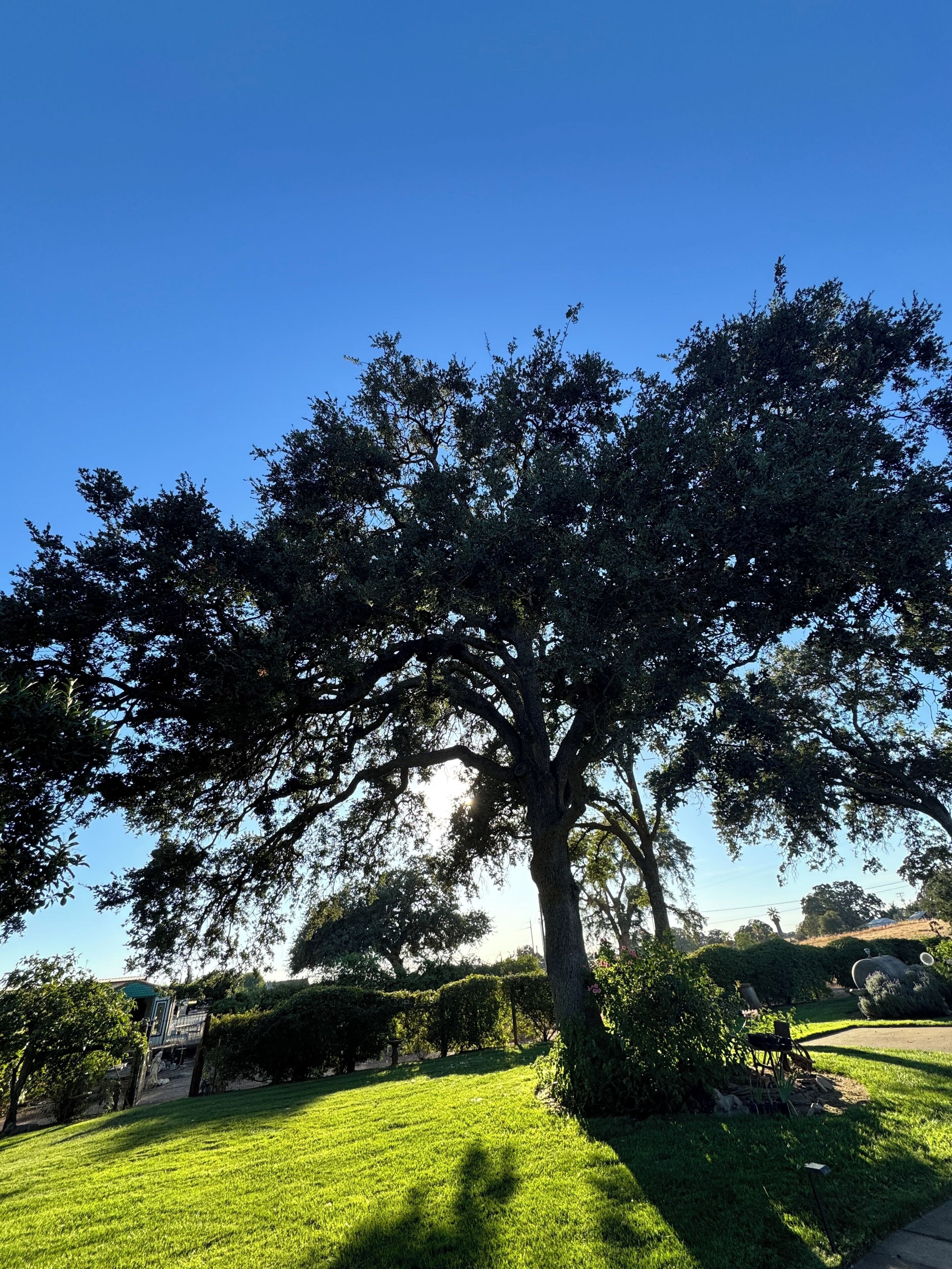 Ein großer Baum in einer gepflegten Rasenfläche unter blauem Himmel.