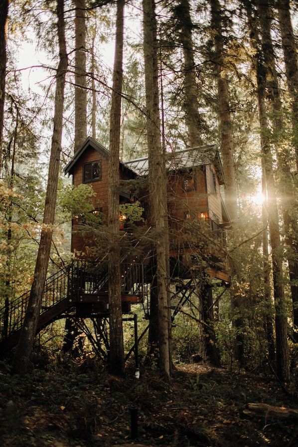 Escape to a secluded cabin surrounded by tall trees, perfect for a peaceful retreat.