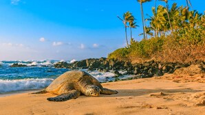 A sea turtle on a sandy beach with palm trees and ocean waves in the background. - @ ML Aloha Hoonani 3BR Home MT & Ocean Views! (Waianae)