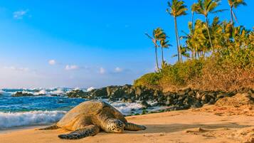 Sun-loungers, beach umbrellas, beach towels