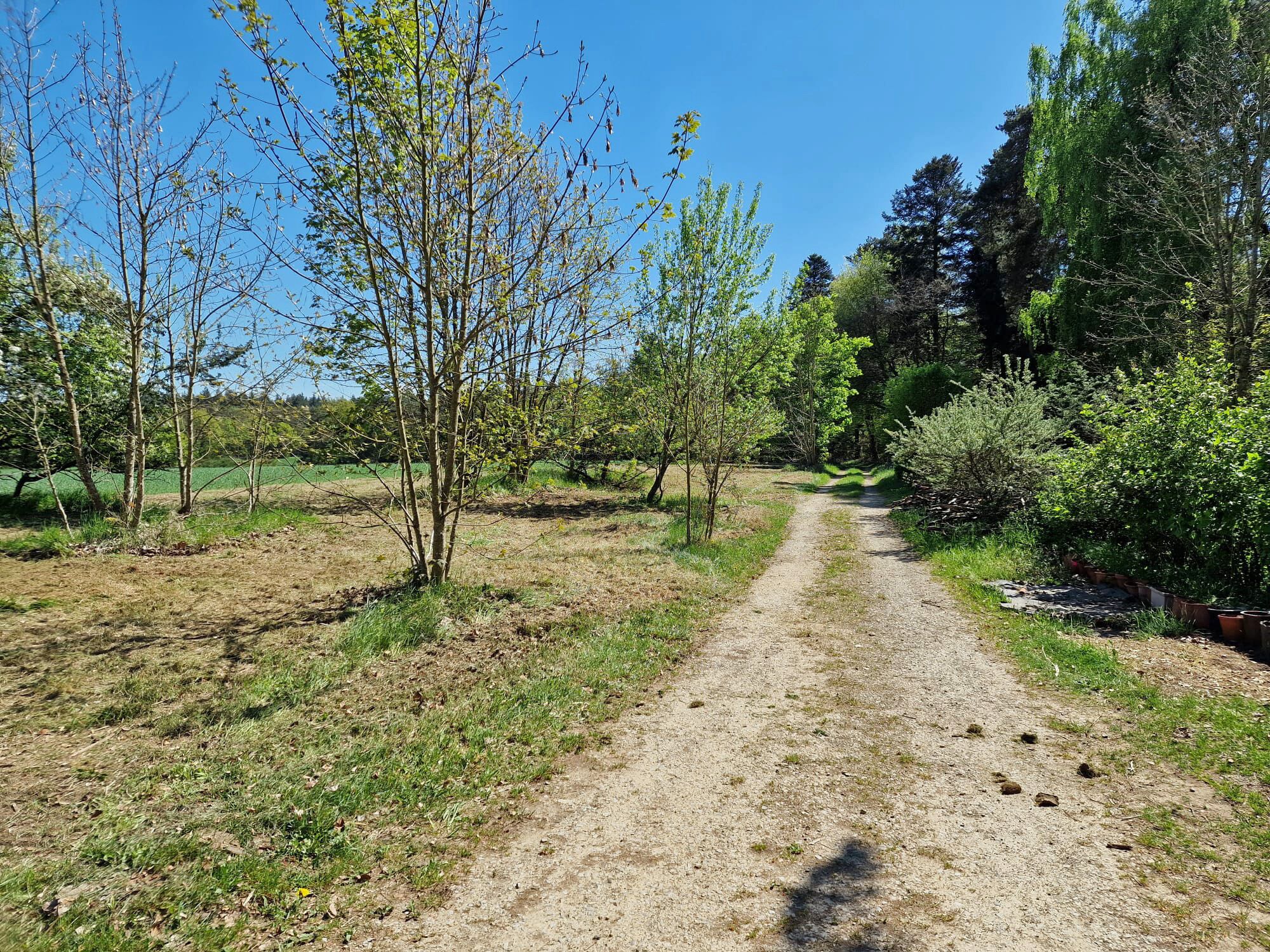 Un sentier de terre serpente à travers une zone boisée, bordée de chaque côté d’arbres et d’arbustes.