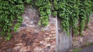 A stone wall with a wooden door partially covered by green ivy.