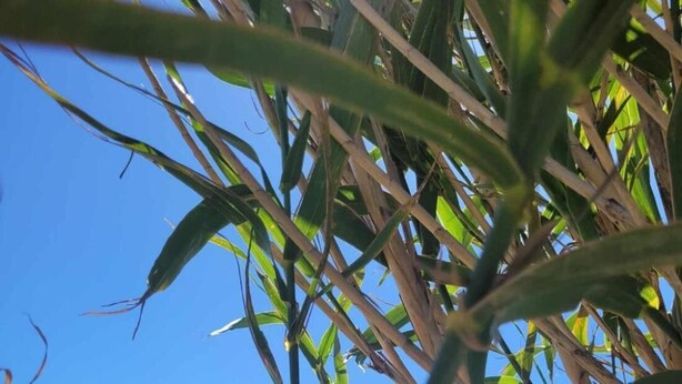 Unclassified image, 1 of 16, button - Charming mobil-home at 200 m from beach (Hyères)