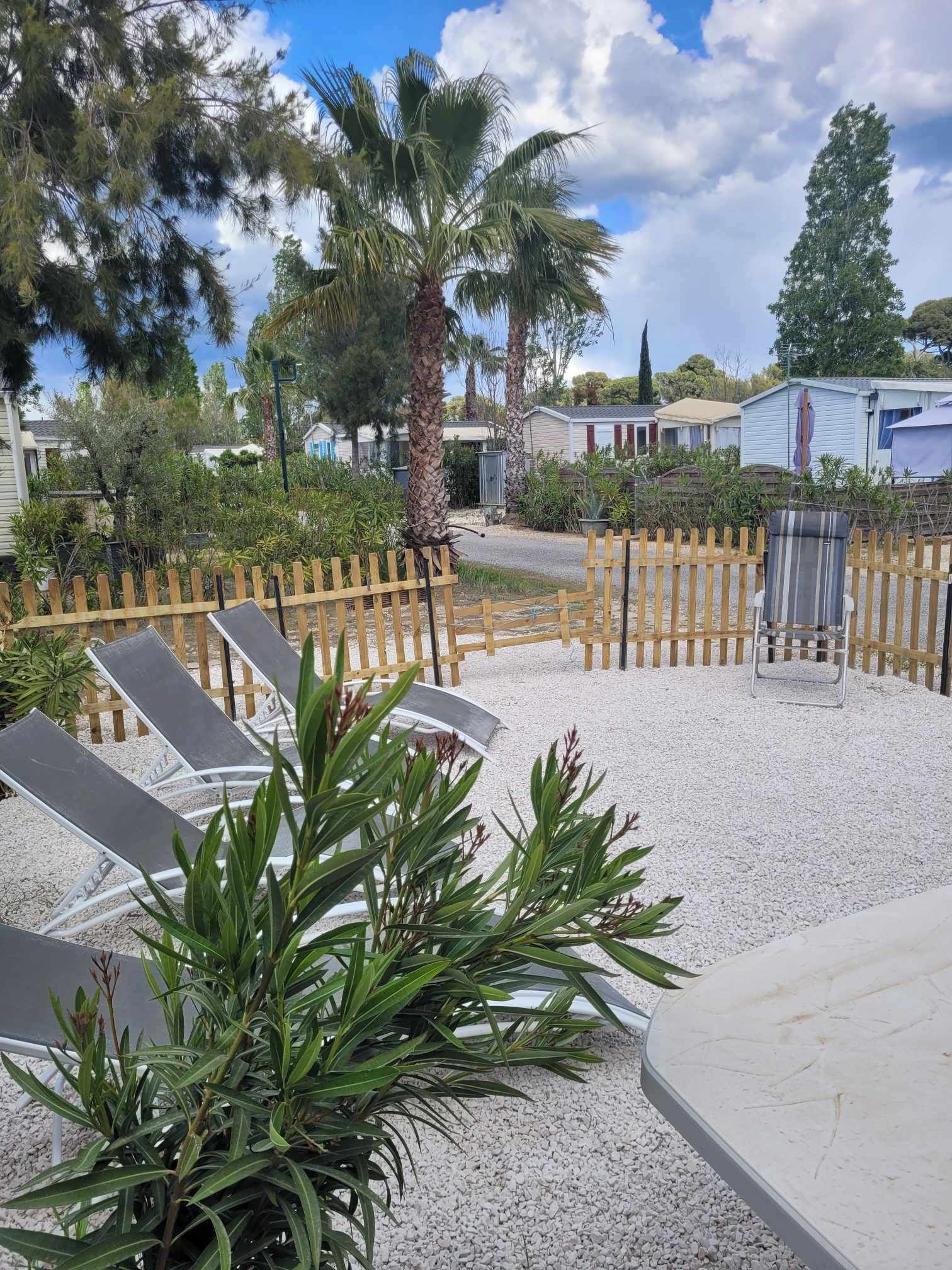 Een terras met ligbedden, een houten omheining en een palmboom.