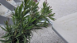 A patio area with sun loungers, a wooden fence, and a palm tree. - Charming mobil-home at 200 m from beach (Hyères)