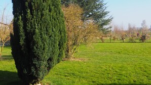 Un área verde y cuidada con un gran árbol de coníferas y un árbol de hoja caduca más pequeño.