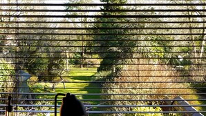 En vy genom persiennerna, med en trädgård synlig utanför.