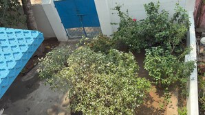 A courtyard with a blue gate, various plants, and a concrete floor. - 2BHK Homestay @ Gundicha Temple Best 4 Ratha Yatra (Puri)